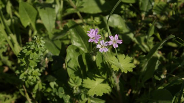 Geranium cfr. pyrenaicum